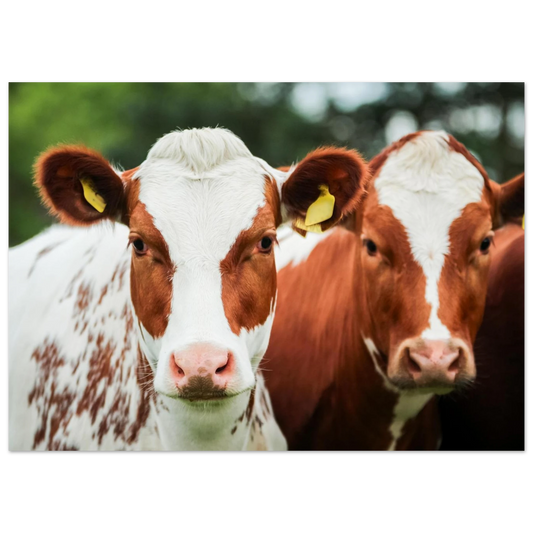 59969312-5a9f-49b1-be32-12ade737a8a0