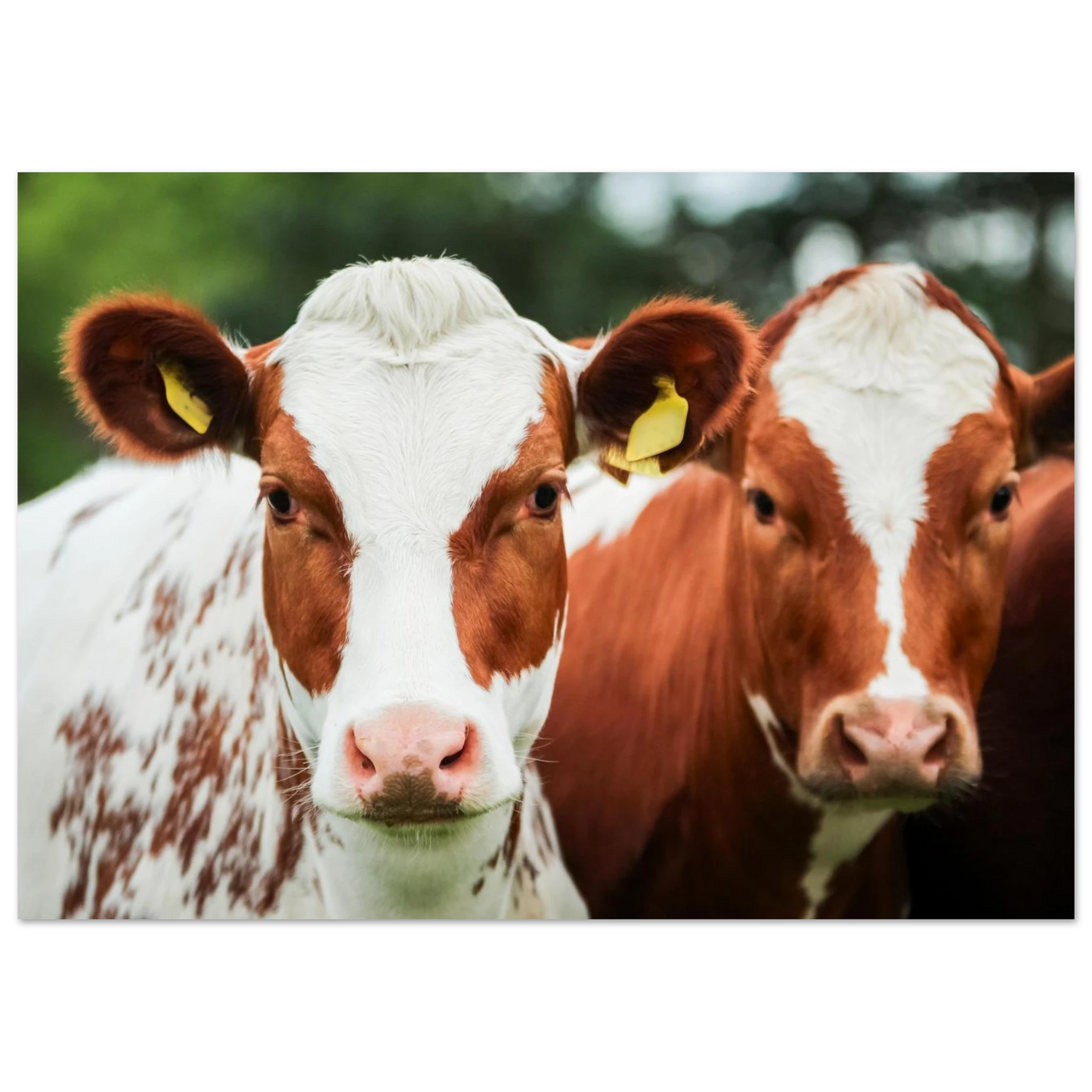 42e06d9a-9796-48d1-a01c-e065f7f820e2