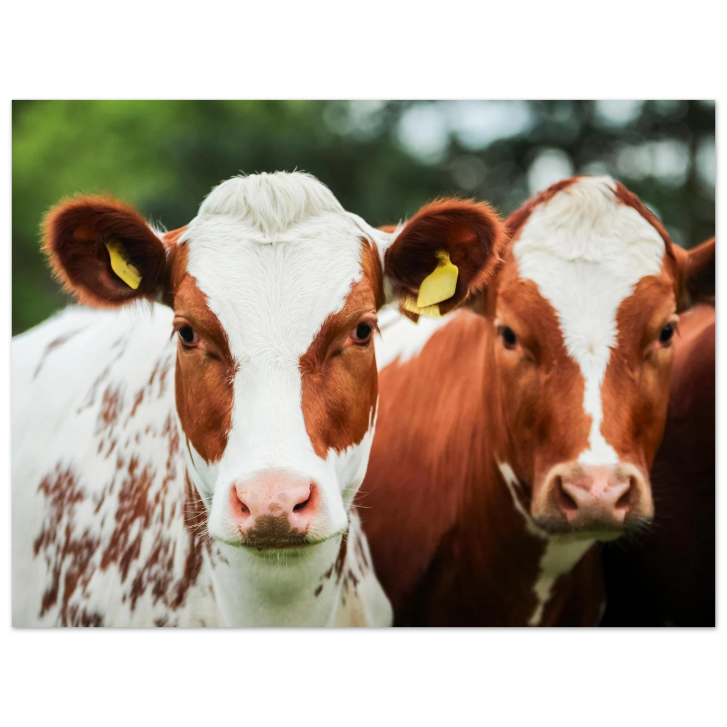 44239ab0-2bfe-4b4f-9f04-adabe04fadf0