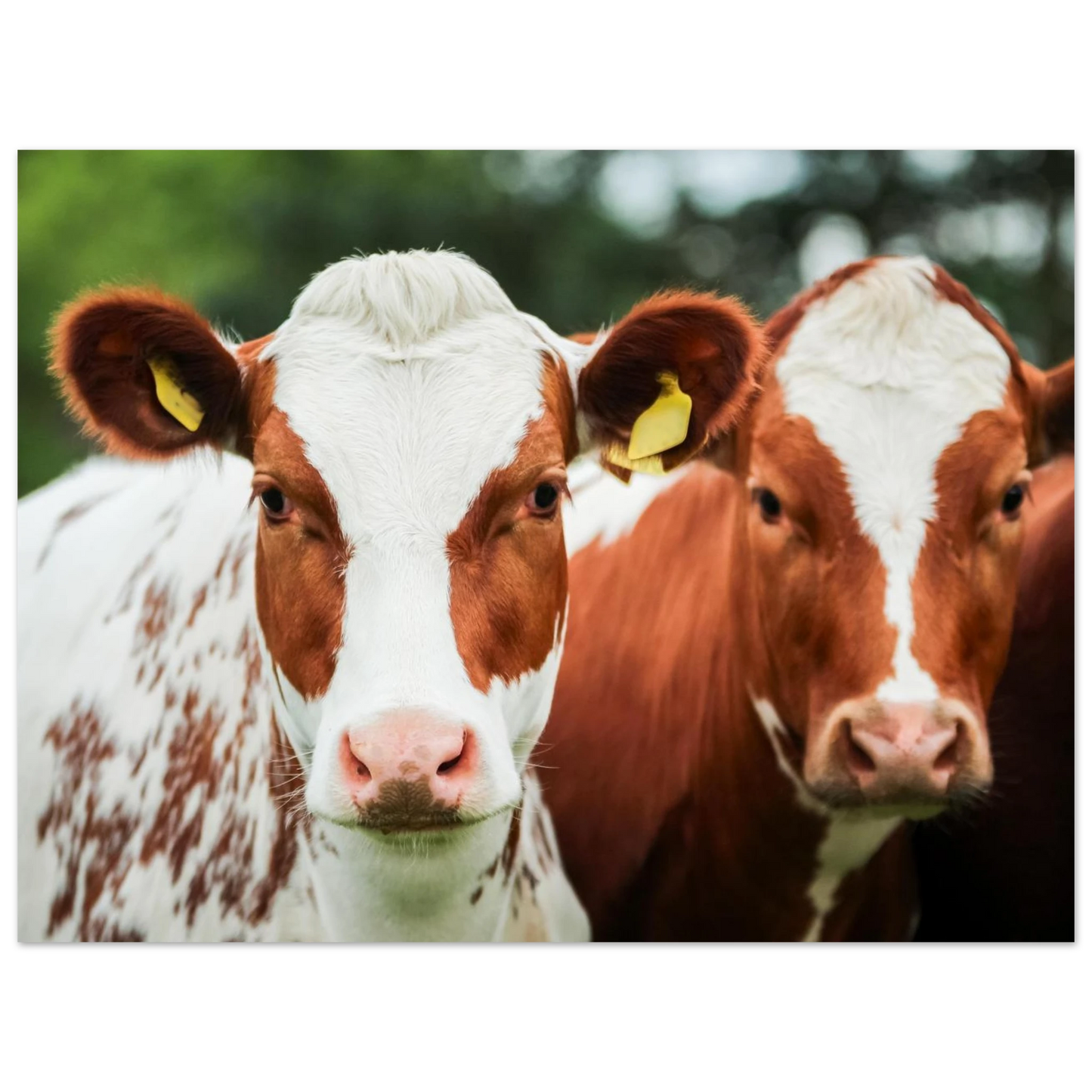 61f3009d-1ac5-4d65-8307-369a177d5e90