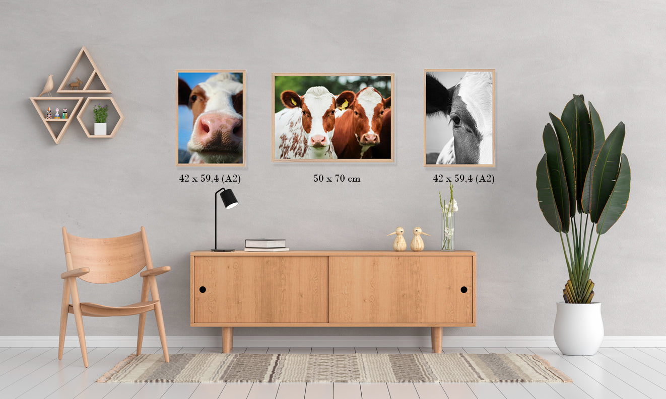 Kua mi jeg takker deg // PAKKEPRIS - spar 798 NOK